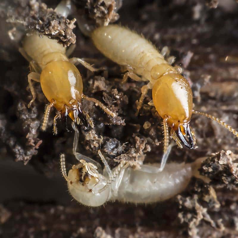 Bu-U-Pest-Control-Termite-Control
