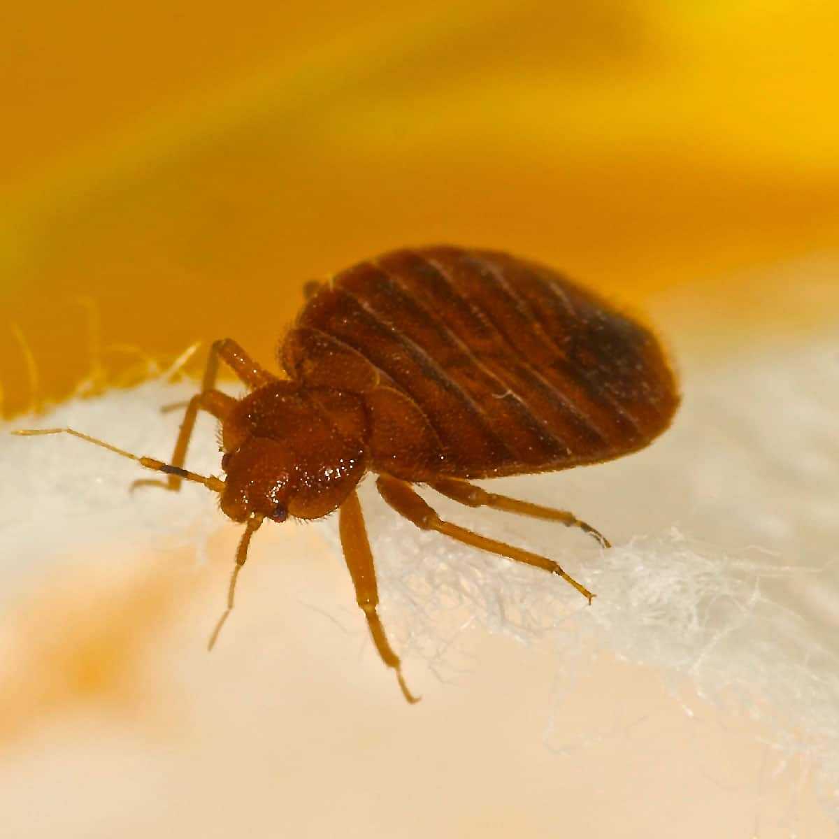 Bed Bug Control