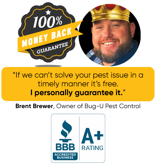 Bug-U-Pest-Control-Money-Back-Guarantee-section-mobile-II