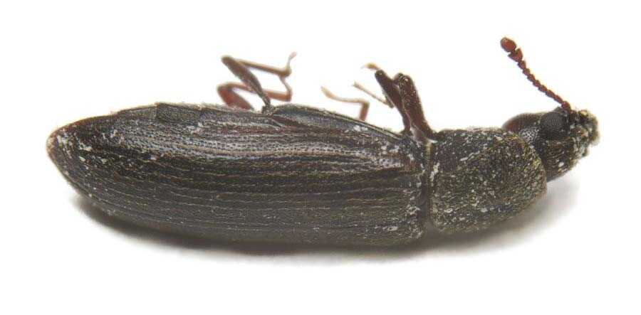 Bug-U-Pest-Powder-Post-Beetle-mobile