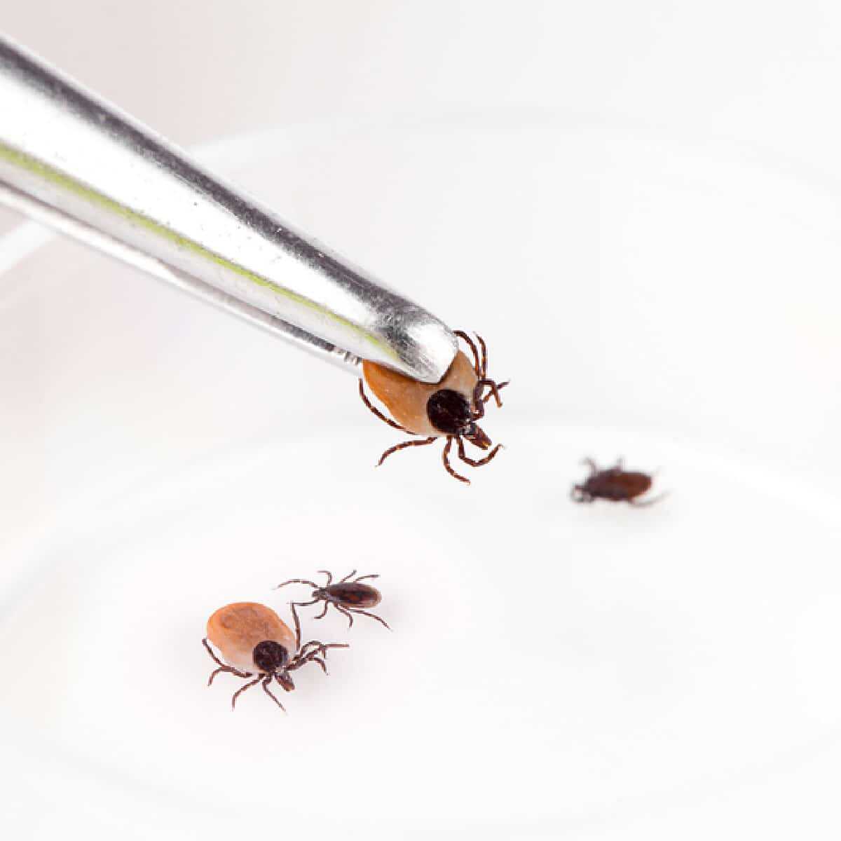 Ticks