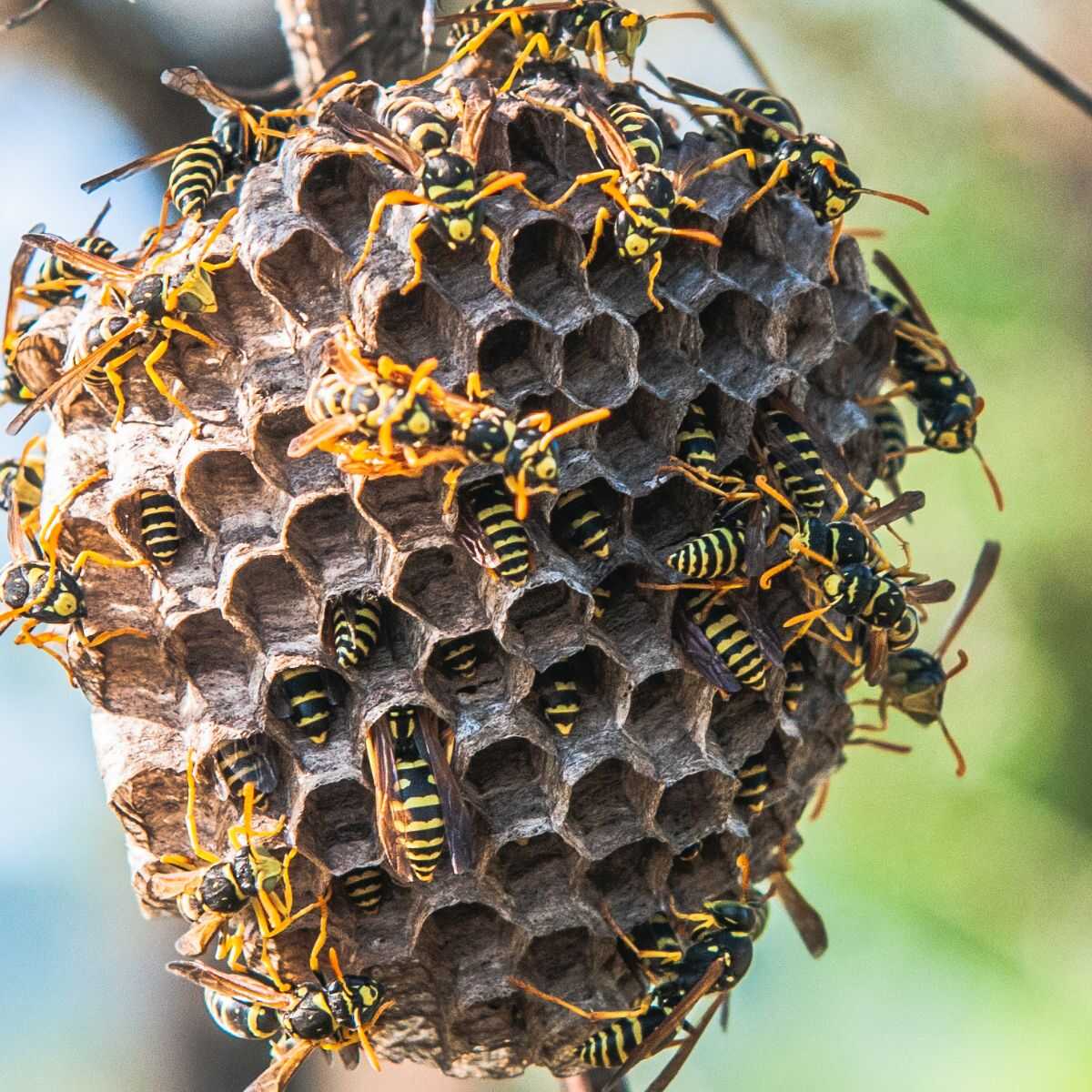 Wasp Control