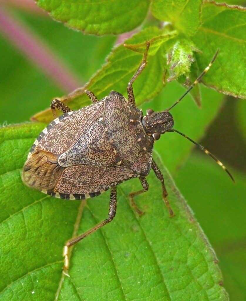 Stink Bug