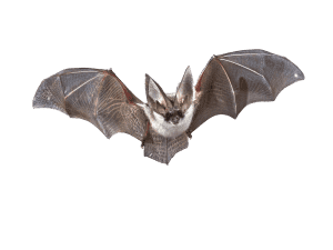 bat