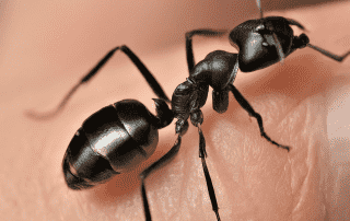 Why Professional Carpenter Ant Control Beats DIY Solutions: Expert Insights from Bug-U Pest Control Why Professional Carpenter Ant Control Beats DIY Solutions: Expert Insights from Bug-U Pest Control