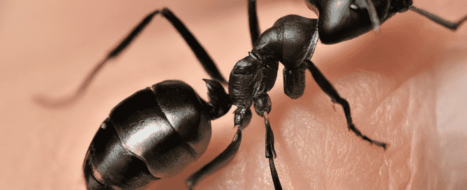 Why Professional Carpenter Ant Control Beats DIY Solutions: Expert Insights from Bug-U Pest Control